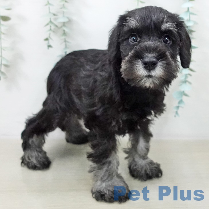 ミニチュア・シュナウザー