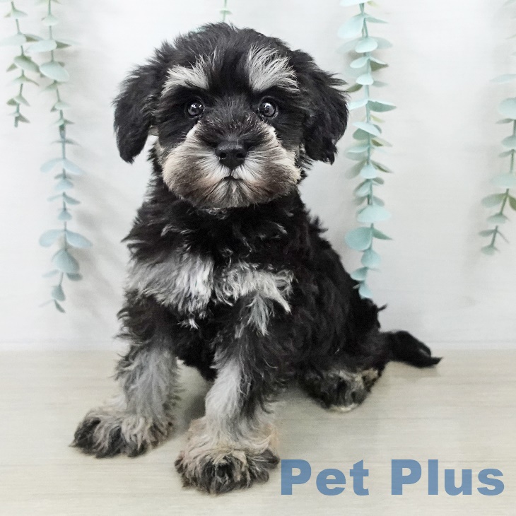 埼玉県のミニチュアシュナウザー (ペットプラス 浦和美園店/2025年9月11日生まれ/男の子/ブラックシルバー)の子犬の1枚目の画像