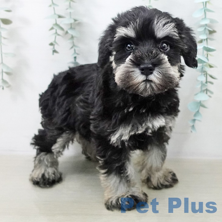 埼玉県のミニチュアシュナウザー (ペットプラス 浦和美園店/2025年9月11日生まれ/男の子/ブラックシルバー)の子犬の2枚目の画像