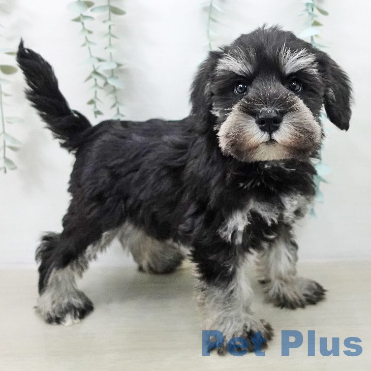 千葉県のミニチュアシュナウザー (ペットプラス 幕張新都心店/2025年9月11日生まれ/男の子/ブラックシルバー)の子犬の1枚目の画像