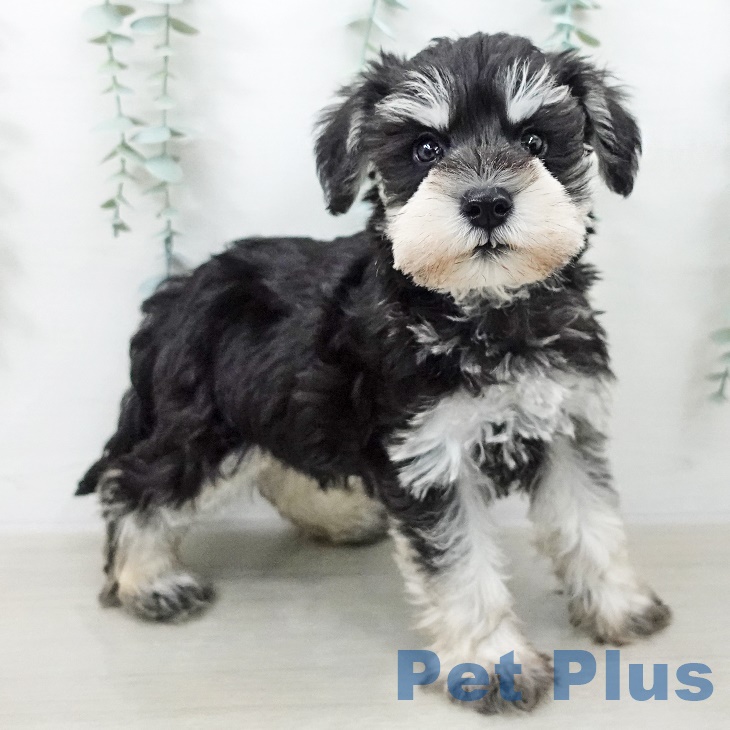 埼玉県のミニチュアシュナウザー (ペットプラス イオンモール春日部店/2025年9月11日生まれ/男の子/ブラックシルバー)の子犬の1枚目の画像