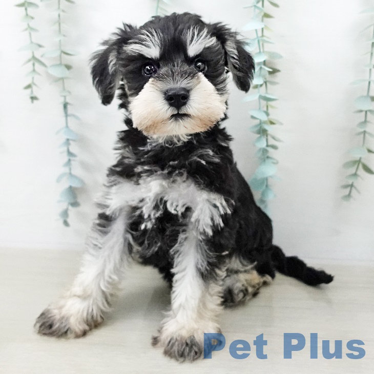 埼玉県のミニチュアシュナウザー (ペットプラス イオンモール春日部店/2025年9月11日生まれ/男の子/ブラックシルバー)の子犬の2枚目の画像