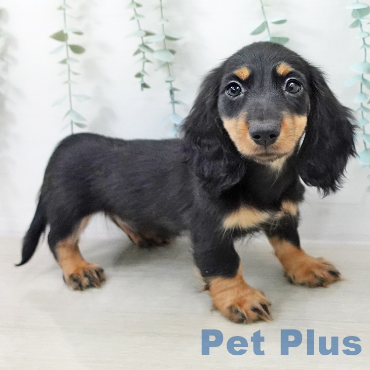 カニーンヘン・ダックスフンド