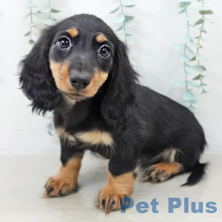 カニーンヘン・ダックスフンドの写真2