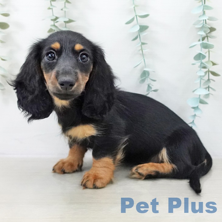 東京都のカニンヘンダックスフンド(ロング) (ペッツワン 青梅インター店/2025年9月7日生まれ/女の子/ブラックタン)の子犬