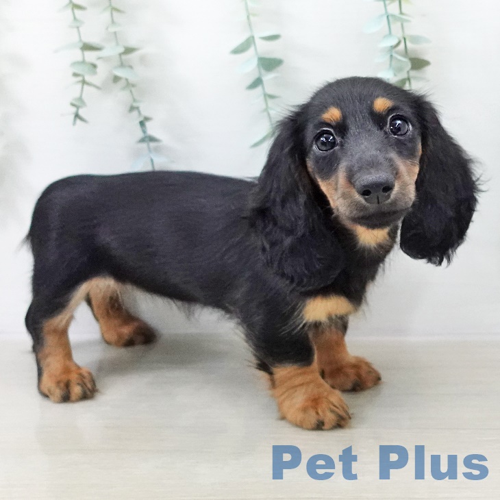 東京都のカニンヘンダックスフンド(ロング) (ペッツワン 青梅インター店/2025年9月7日生まれ/女の子/ブラックタン)の子犬の2枚目の画像