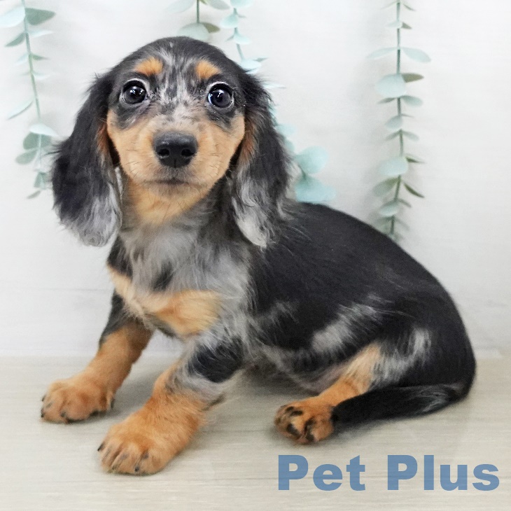 カニーンヘン・ダックスフンド