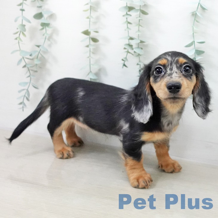 カニーンヘン・ダックスフンドの写真2