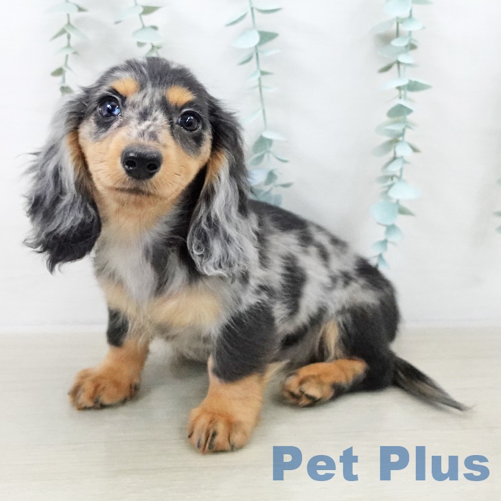 カニーンヘン・ダックスフンド