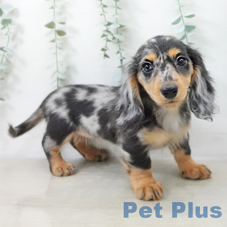 カニーンヘン・ダックスフンドの写真2