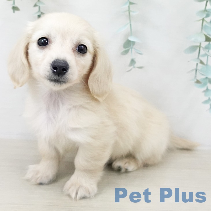 カニーンヘン・ダックスフンド