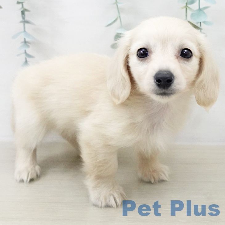 カニーンヘン・ダックスフンドの写真2