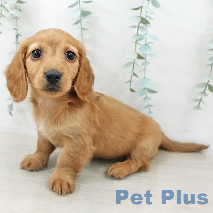 カニーンヘン・ダックスフンド