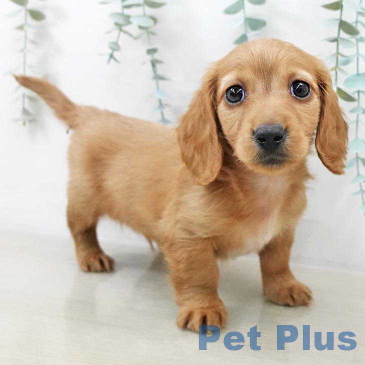 カニーンヘン・ダックスフンドの写真2