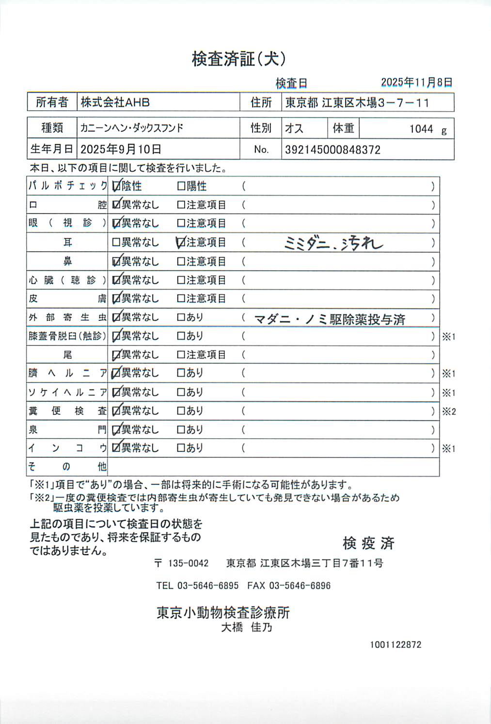 カニーンヘン・ダックスフンド