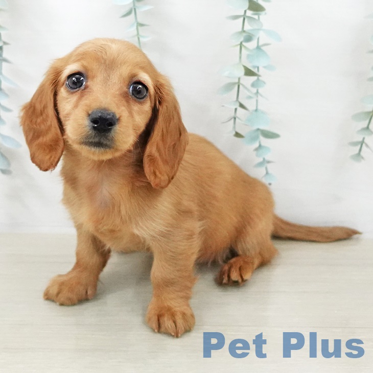 カニーンヘン・ダックスフンド