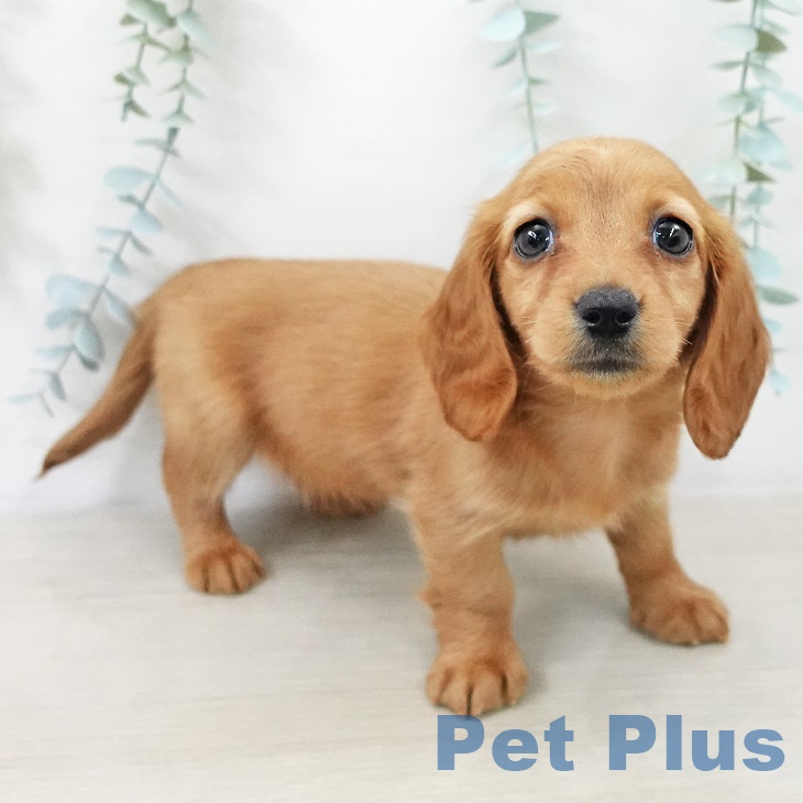 カニーンヘン・ダックスフンドの写真2