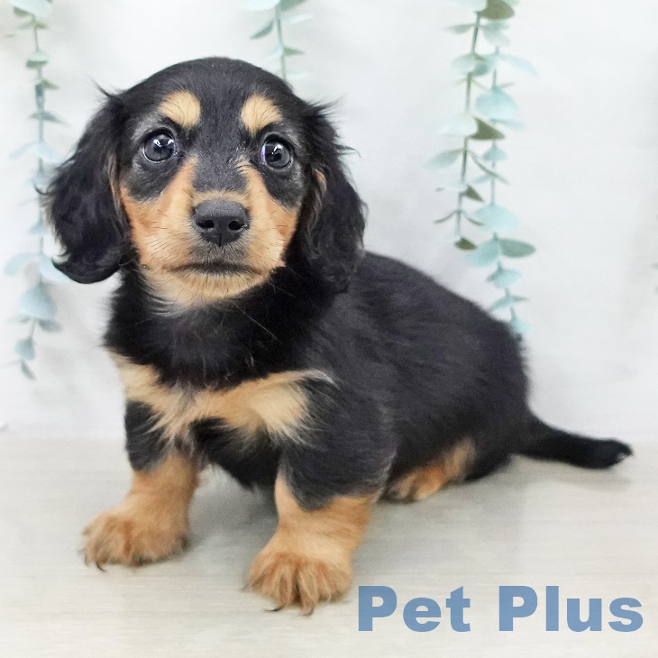 カニーンヘン・ダックスフンド