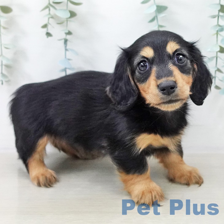 カニーンヘン・ダックスフンドの写真2