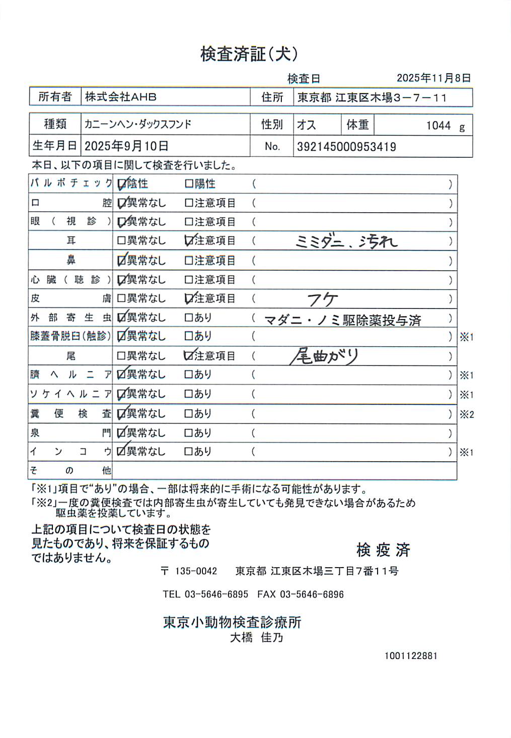 カニーンヘン・ダックスフンド