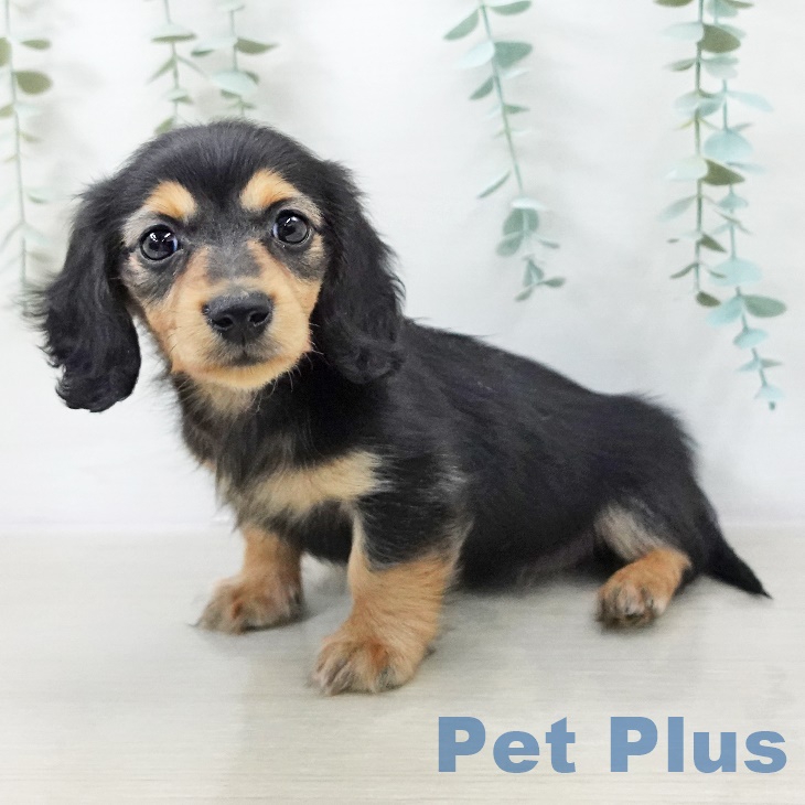 長野県のカニンヘンダックスフンド(ロング) (ペットプラス 須坂店/2025年9月10日生まれ/女の子/ブラックタン)の子犬