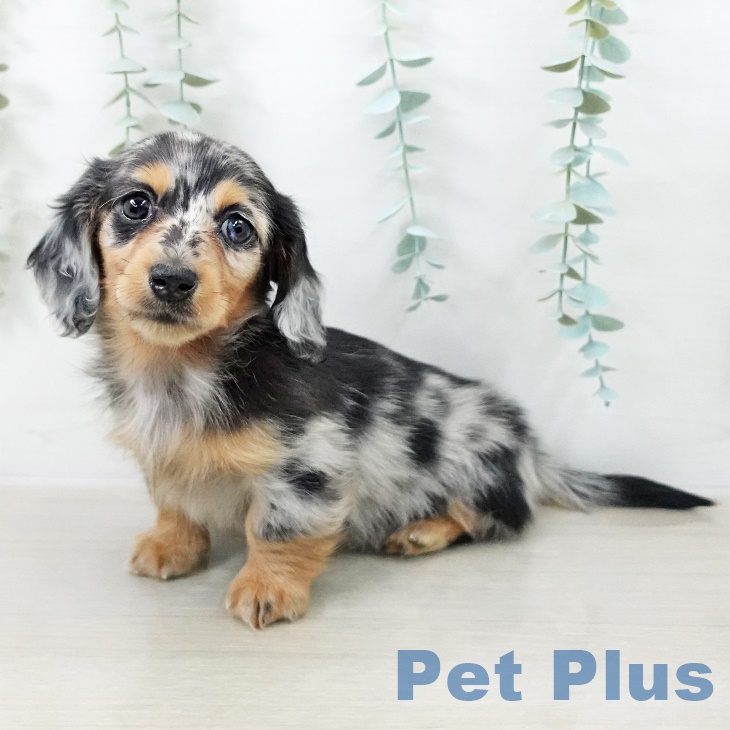 カニーンヘン・ダックスフンド