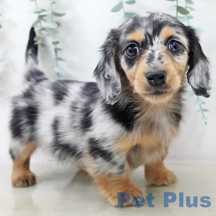 カニーンヘン・ダックスフンドの写真2