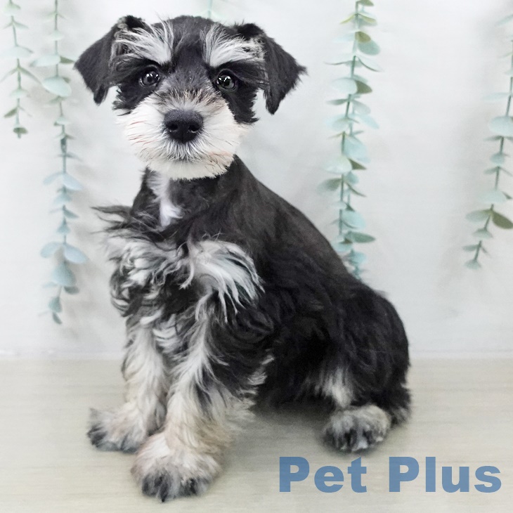 埼玉県のミニチュアシュナウザー (ペットプラス クレアモール川越店/2025年9月8日生まれ/男の子/ブラックシルバー)の子犬