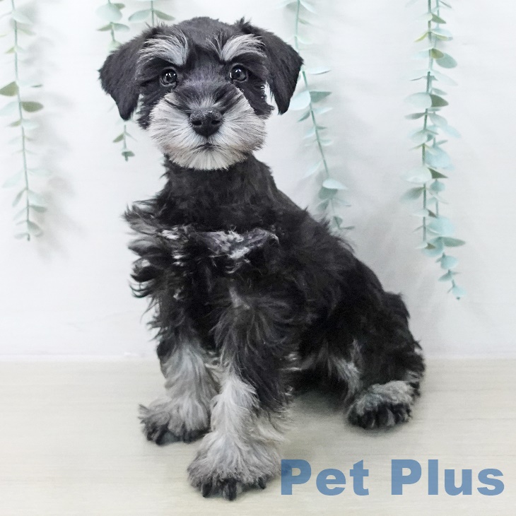 千葉県のミニチュアシュナウザー (ペットプラス 海浜幕張店/2025年9月8日生まれ/男の子/ブラックシルバー)の子犬