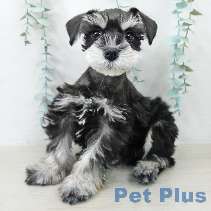 山形県のミニチュアシュナウザー (ペットプラス 天童店/2025年9月8日生まれ/男の子/ブラックシルバー)の子犬