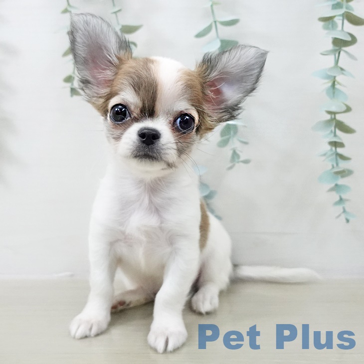 埼玉県のチワワ(ロング) (ペットプラス ららぽーと富士見店/2025年9月9日生まれ/男の子/レッドスポットオンホワイト)の子犬の1枚目の画像