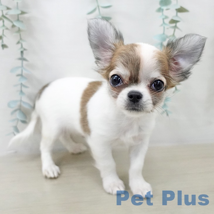 埼玉県のチワワ(ロング) (ペットプラス ららぽーと富士見店/2025年9月9日生まれ/男の子/レッドスポットオンホワイト)の子犬の2枚目の画像