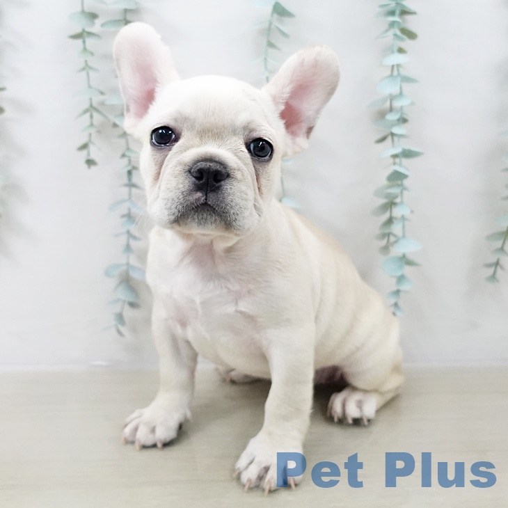 フレンチ・ブルドッグ