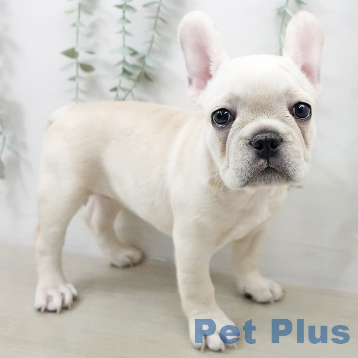 フレンチ・ブルドッグ