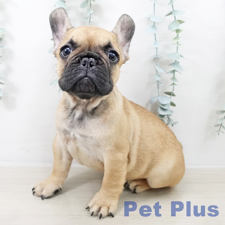 東京都のフレンチブルドッグ (ペットプラス MARK IS 葛飾かなまち店/2025年9月1日生まれ/男の子/フォーン)の子犬の1枚目の画像