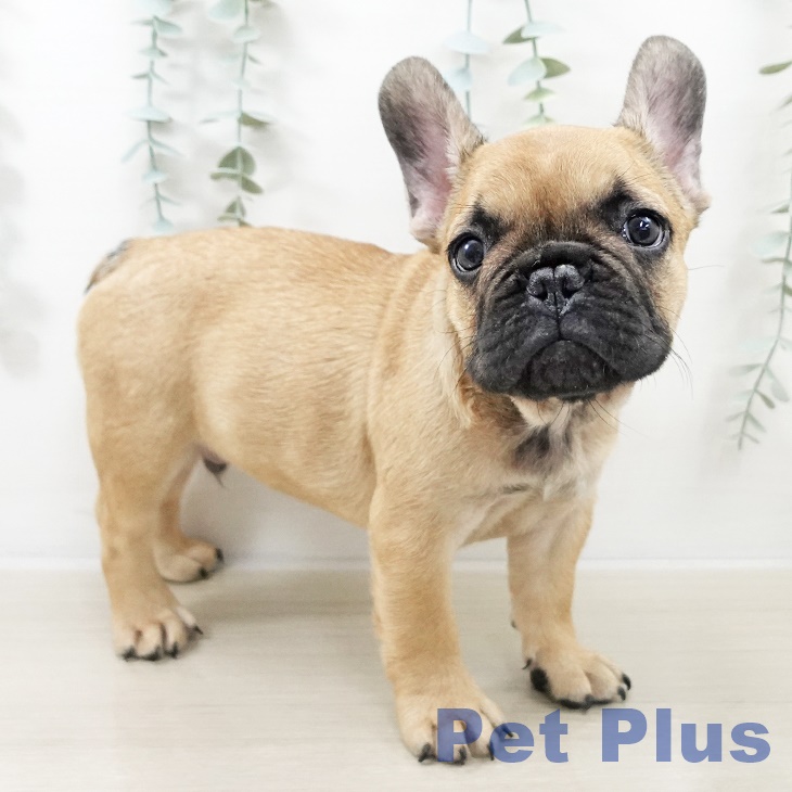東京都のフレンチブルドッグ (ペットプラス MARK IS 葛飾かなまち店/2025年9月1日生まれ/男の子/フォーン)の子犬の2枚目の画像