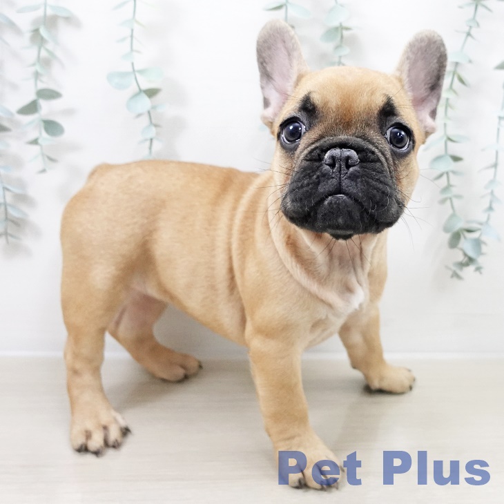 フレンチ・ブルドッグ