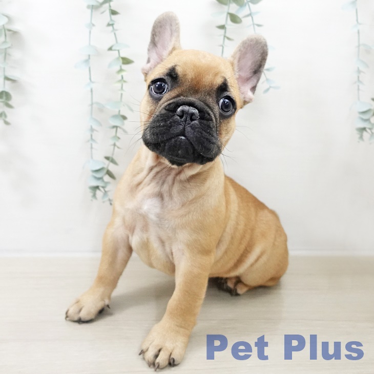 フレンチ・ブルドッグ