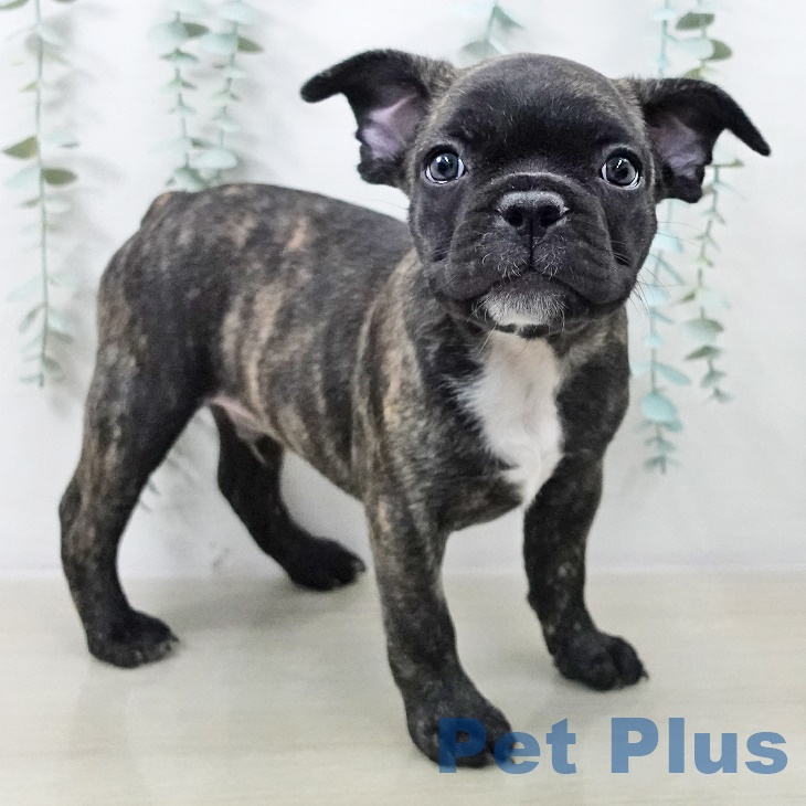 宮城県のフレンチブルドッグ (ペットプラス 仙台泉大沢店/2025年9月7日生まれ/男の子/ブリンドルホワイト)の子犬