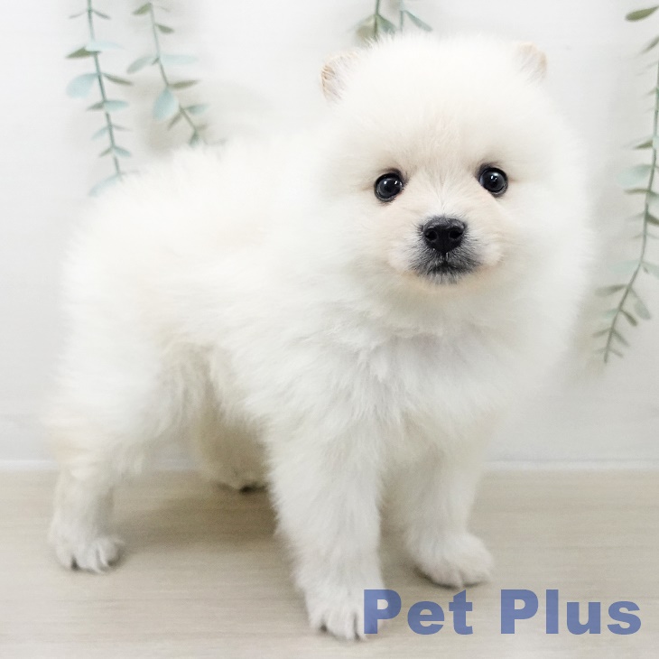 神奈川県のポメラニアン (ペットプラス 座間店/2025年9月8日生まれ/女の子/クリーム)の子犬