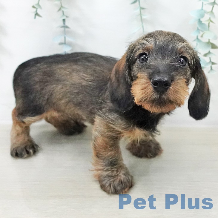 東京都のミニチュアダックスフンド(ロング) (ペットプラス 板橋店/2025年9月11日生まれ/男の子/ワイルドボアー)の子犬の1枚目の画像