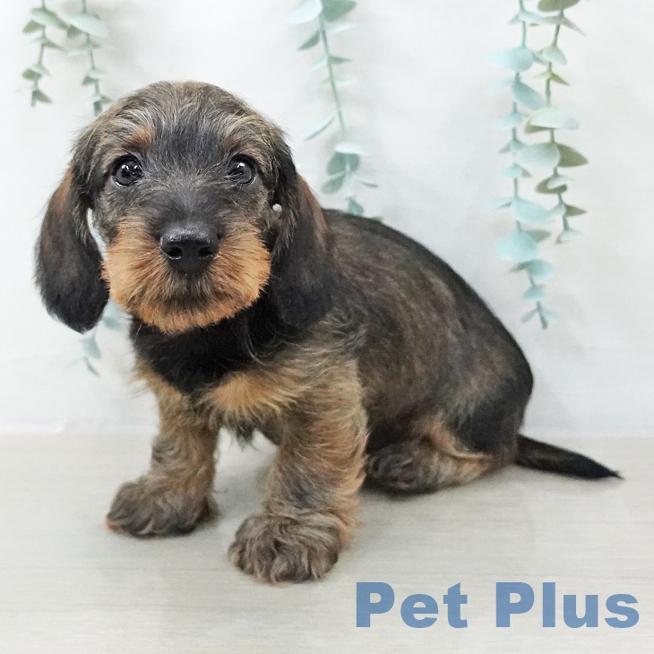 東京都のミニチュアダックスフンド(ロング) (ペットプラス 板橋店/2025年9月11日生まれ/男の子/ワイルドボアー)の子犬の2枚目の画像