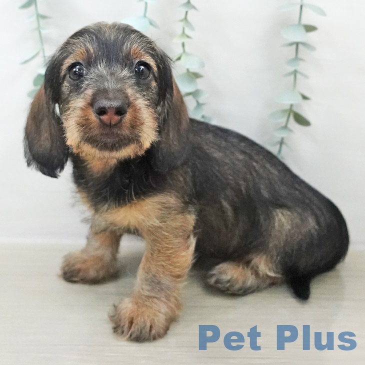 埼玉県のミニチュアダックスフンド(ロング) (ペットプラス ららぽーと富士見店/2025年9月11日生まれ/女の子/ワイルドボアー)の子犬の1枚目の画像