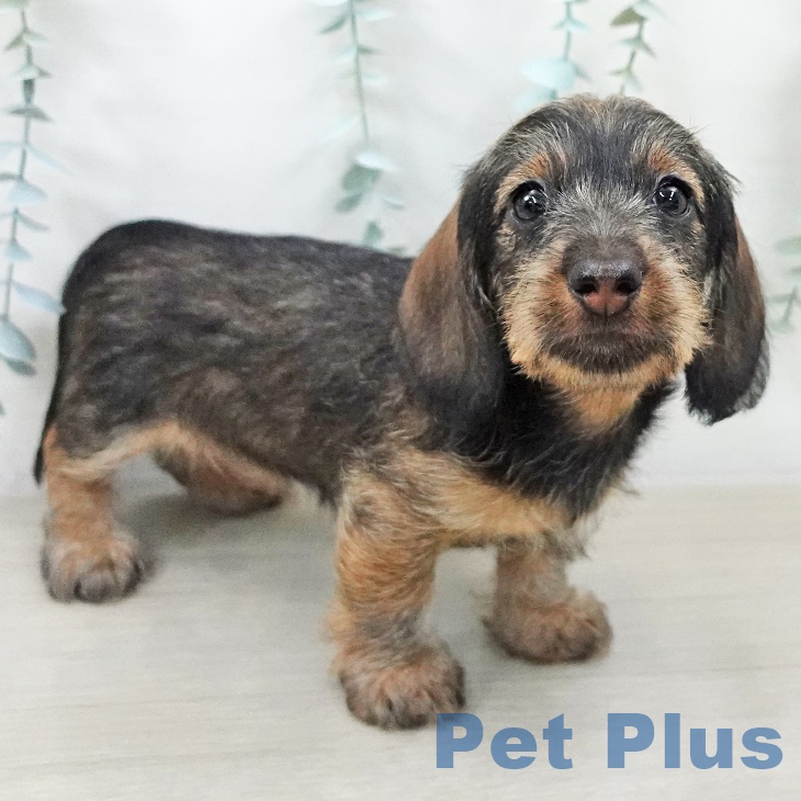 埼玉県のミニチュアダックスフンド(ロング) (ペットプラス ららぽーと富士見店/2025年9月11日生まれ/女の子/ワイルドボアー)の子犬の2枚目の画像