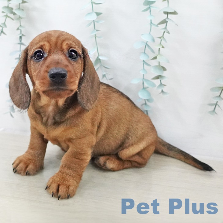 ミニチュア・ダックスフンド