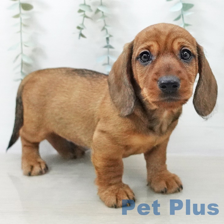 ミニチュア・ダックスフンドの写真2