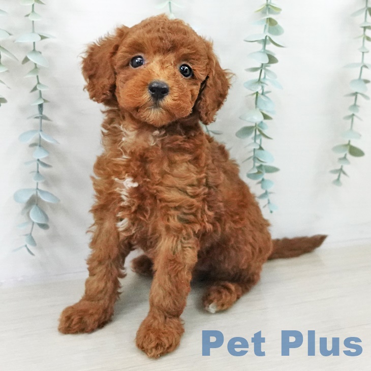 青森県のトイプードル(トイ) (ペットプラス 青森浜田店/2025年9月11日生まれ/女の子/レッド)の子犬の1枚目の画像