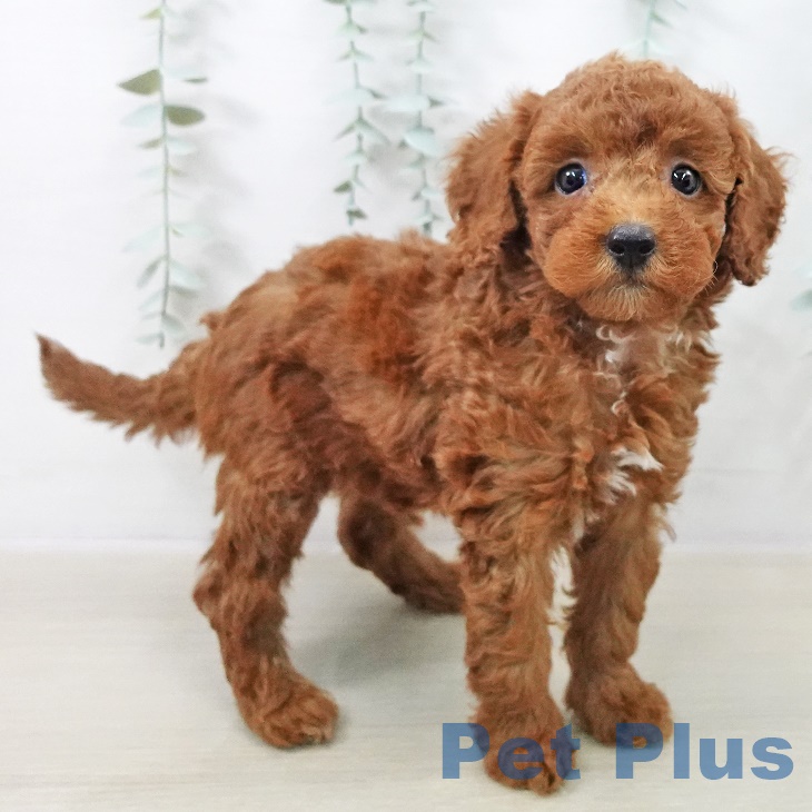青森県のトイプードル(トイ) (ペットプラス 青森浜田店/2025年9月11日生まれ/女の子/レッド)の子犬の2枚目の画像
