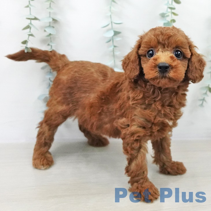 トイ・プードル