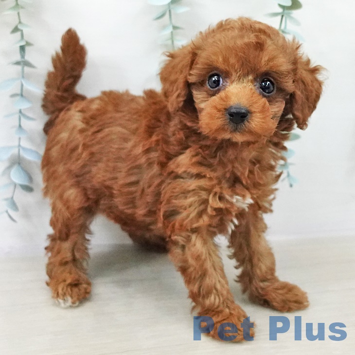 トイ・プードル